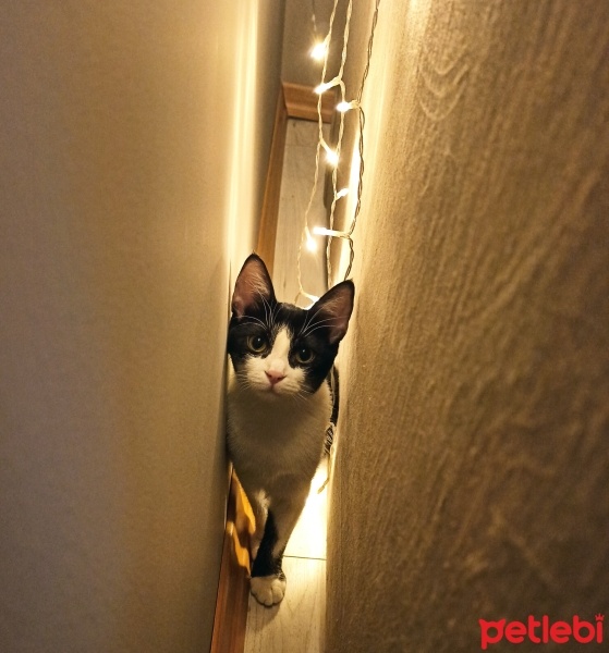 Tuxedo (Smokin) Kedi, Kedi  Lilly fotoğrafı