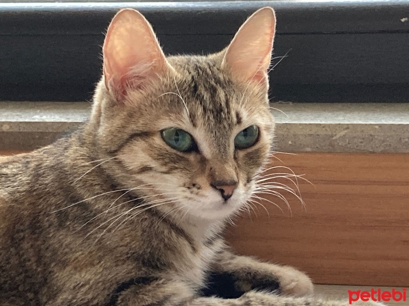 Tekir Kedi, Kedi  Mia fotoğrafı