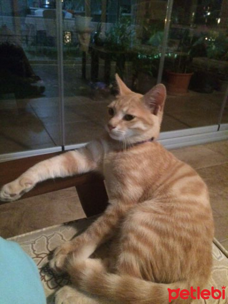 Tekir Kedi, Kedi  Bal fotoğrafı