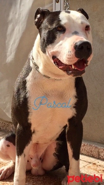 Dogo Arjantin, Köpek  PASCAL fotoğrafı