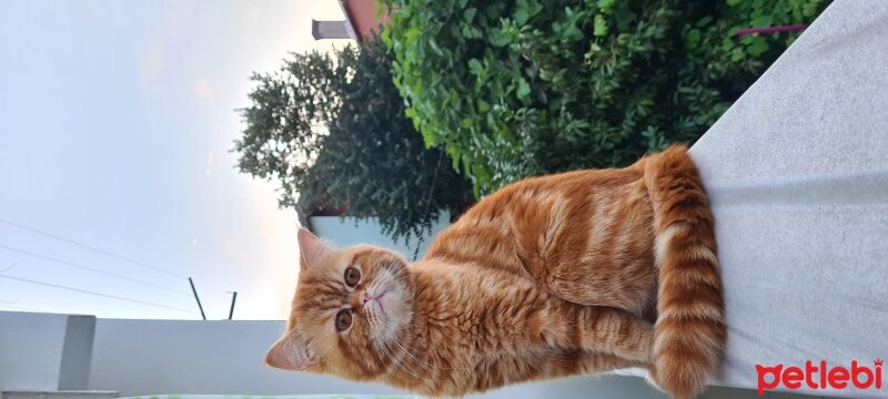 Exotic Shorthair, Kedi  Toraman fotoğrafı