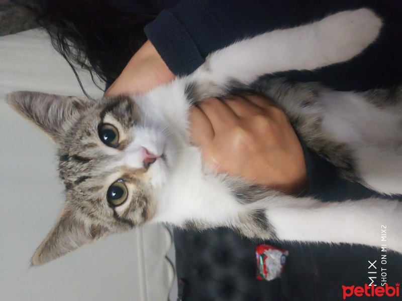 Tekir Kedi, Kedi  Leman ve Limon fotoğrafı