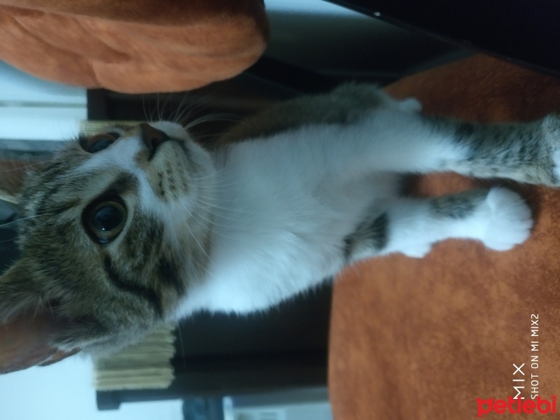 Tekir Kedi, Kedi  Leman ve Limon fotoğrafı