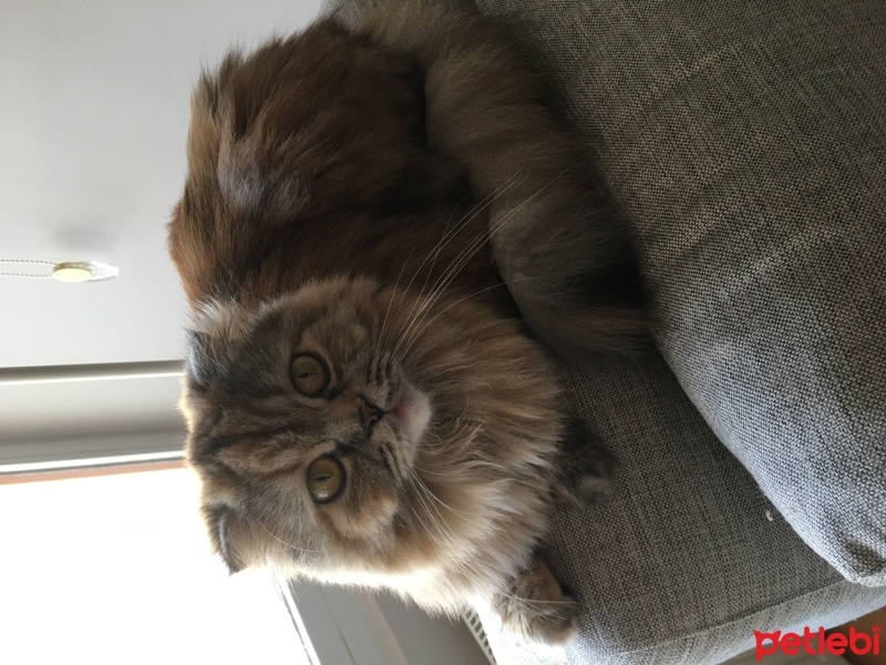Scottish Fold, Kedi  Mia fotoğrafı