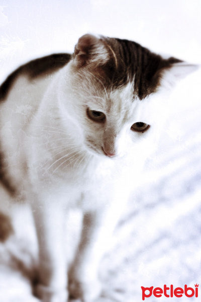 Tekir Kedi, Kedi  Rokkis  fotoğrafı