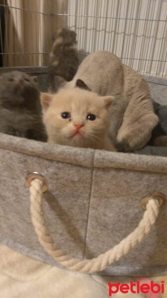 Exotic Shorthair, Kedi  Sarı kafa fotoğrafı