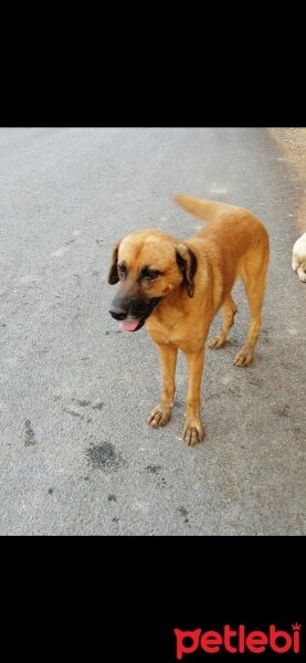 Sokö (Sokak Köpeği), Köpek  Pato fotoğrafı