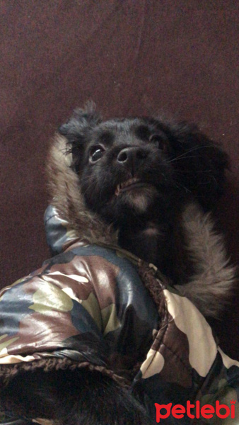 Amerikan Cocker Spaniel, Köpek  Alex fotoğrafı