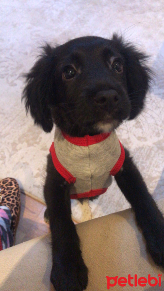 Amerikan Cocker Spaniel, Köpek  Alex fotoğrafı