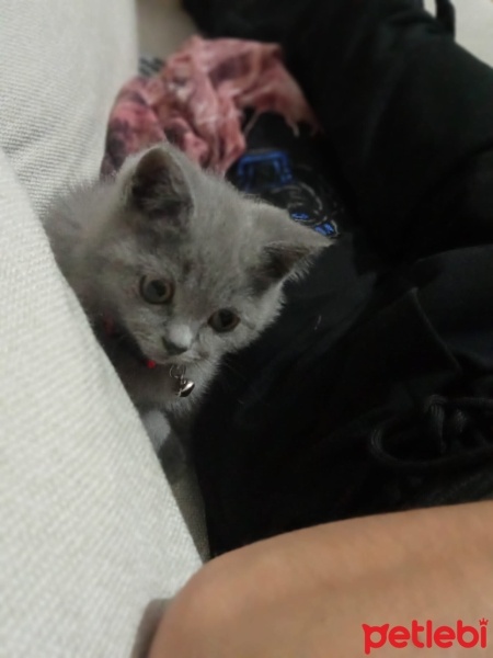 British Shorthair, Kedi  Bihter fotoğrafı