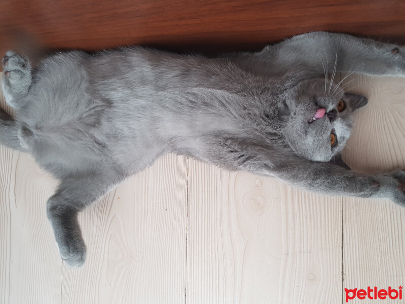 British Shorthair, Kedi  Paşa fotoğrafı