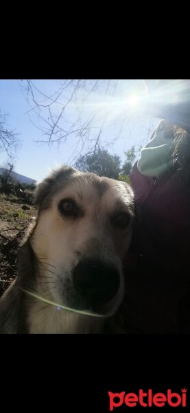 Sokö (Sokak Köpeği), Köpek  Tomas fotoğrafı