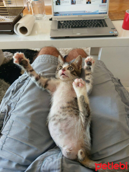 Abyssinian, Kedi  Tripot fotoğrafı