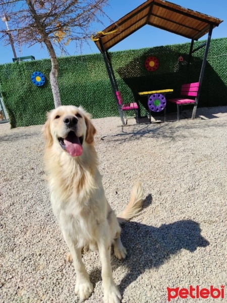 Golden Retriever, Köpek  Bal fotoğrafı