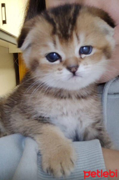 Scottish Fold, Kedi  El Chapo fotoğrafı