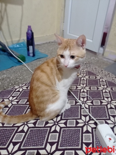 Sarman, Kedi  Limon fotoğrafı