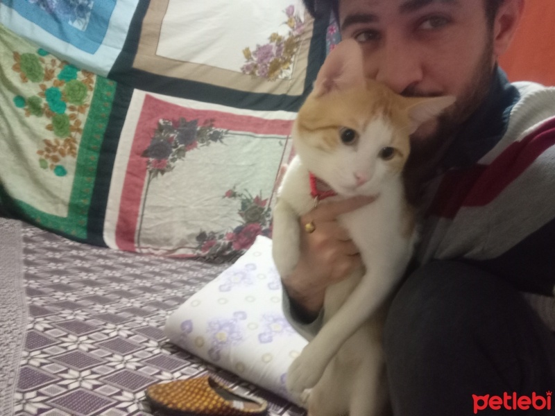 Sarman, Kedi  Limon fotoğrafı