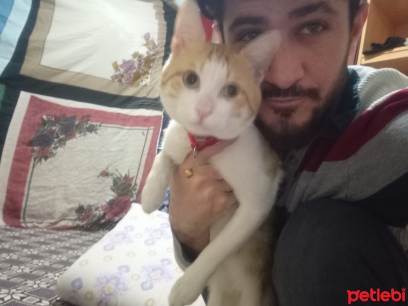 Sarman, Kedi  Limon fotoğrafı