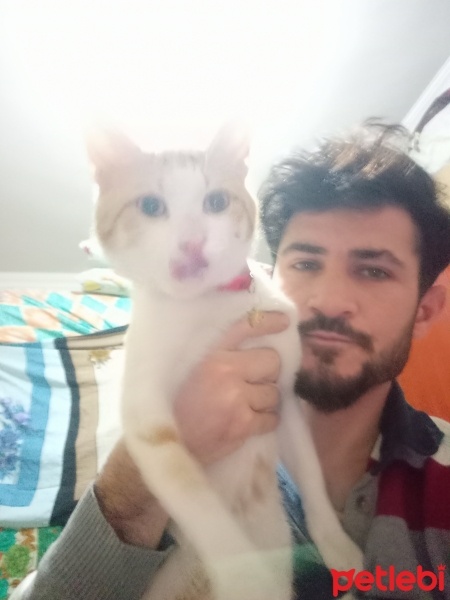 Sarman, Kedi  Limon fotoğrafı