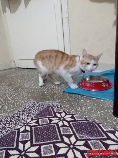 Sarman, Kedi  Limon fotoğrafı