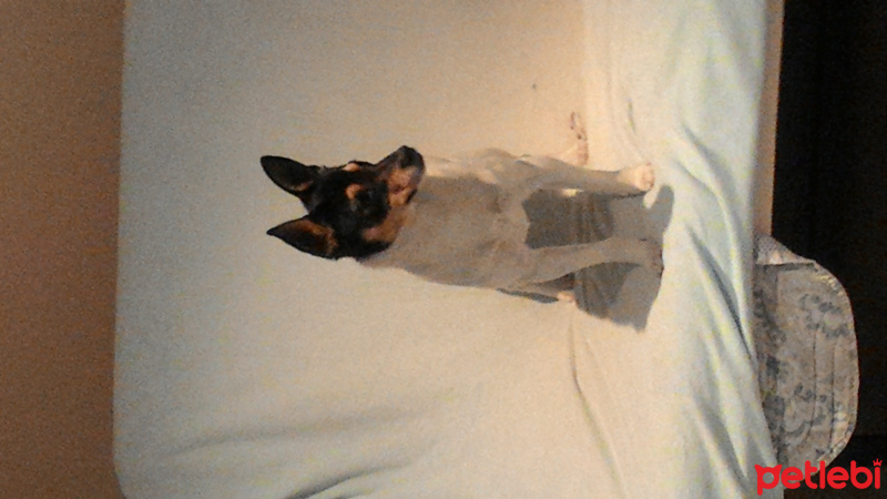 Minyatür Pinscher, Köpek  Mayro fotoğrafı