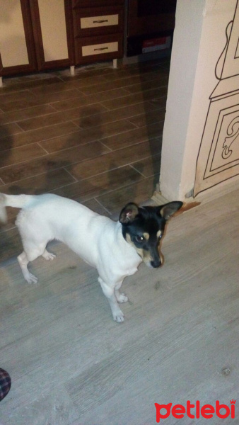 Minyatür Pinscher, Köpek  Mayro fotoğrafı