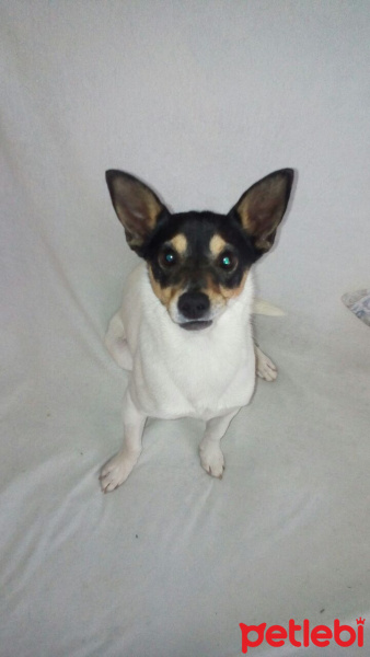 Minyatür Pinscher, Köpek  Mayro fotoğrafı