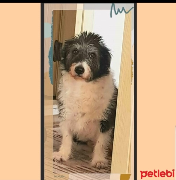 Sokö (Sokak Köpeği), Köpek  Dolly fotoğrafı
