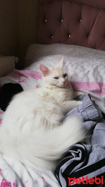 Ankara Kedisi, Kedi  Gofret fotoğrafı