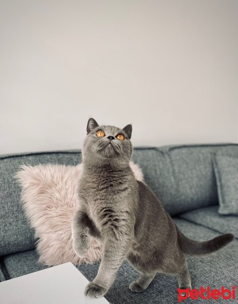 British Shorthair, Kedi  Maya fotoğrafı