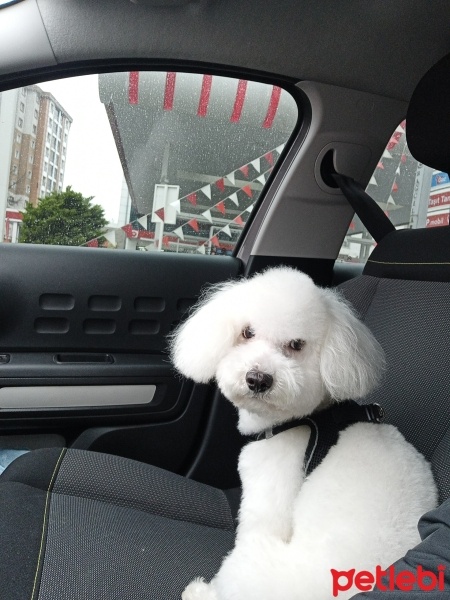Maltese, Köpek  Hero fotoğrafı