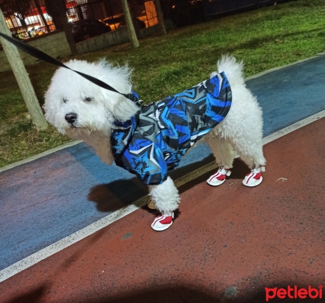 Maltese, Köpek  Hero fotoğrafı