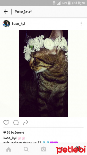 Tekir Kedi, Kedi  mia fotoğrafı