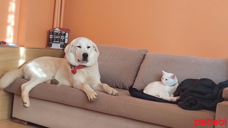 Akbaş, Köpek  Patron fotoğrafı