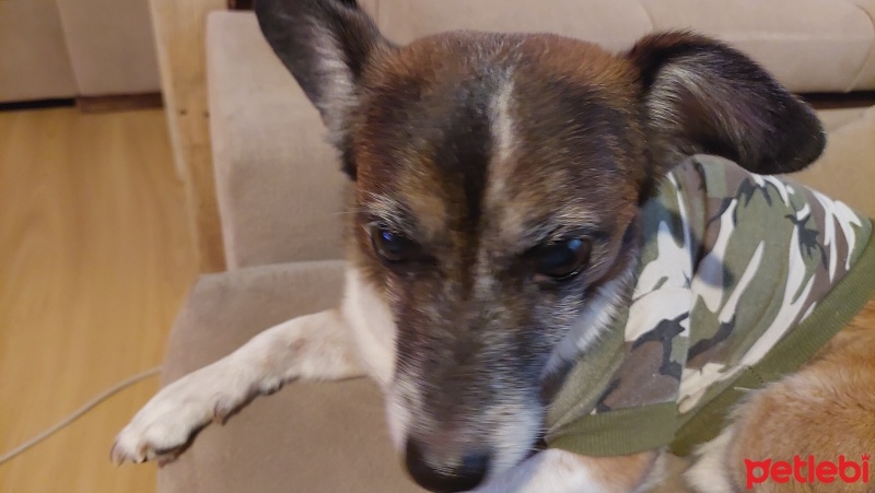 Jack Russell Terrier, Köpek  Coffee fotoğrafı