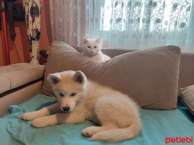 Van Kedisi, Kedi  Maya fotoğrafı