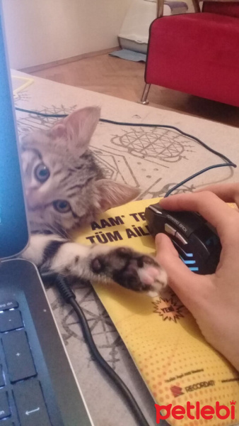 Tekir Kedi, Kedi  Hera fotoğrafı