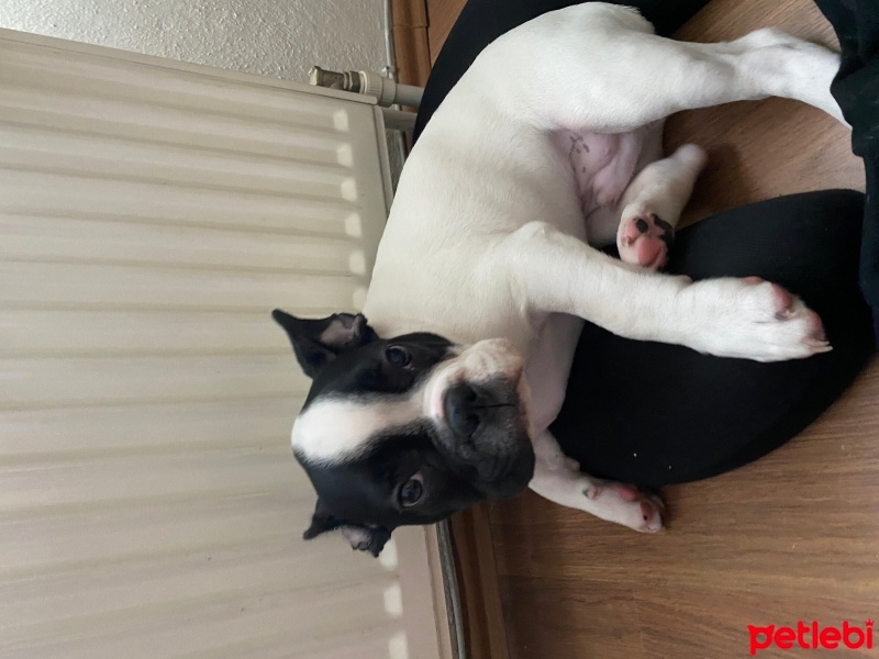 Fransız Bulldog, Köpek  Rocky fotoğrafı