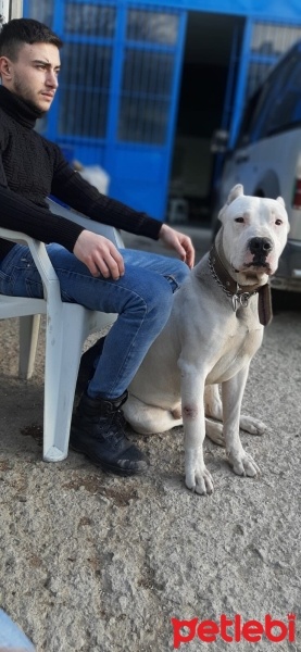 Dogo Arjantin, Köpek  Derman fotoğrafı