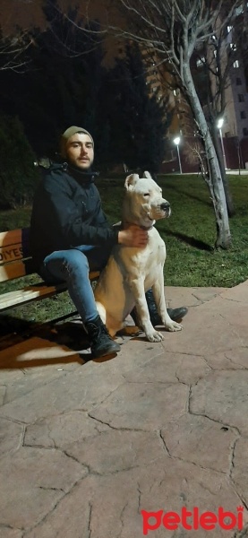 Dogo Arjantin, Köpek  Derman fotoğrafı
