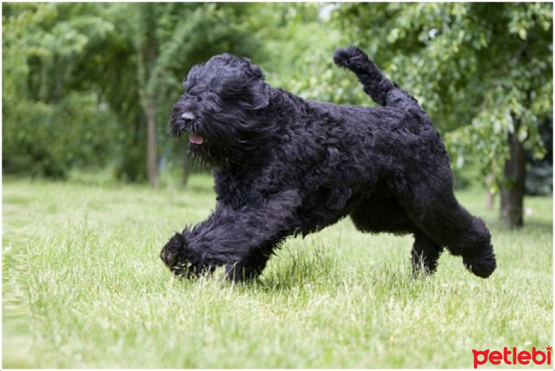 Sokö (Sokak Köpeği), Köpek  adi bilinmiyor biz zeytin diyince karşılık veriyo fotoğrafı