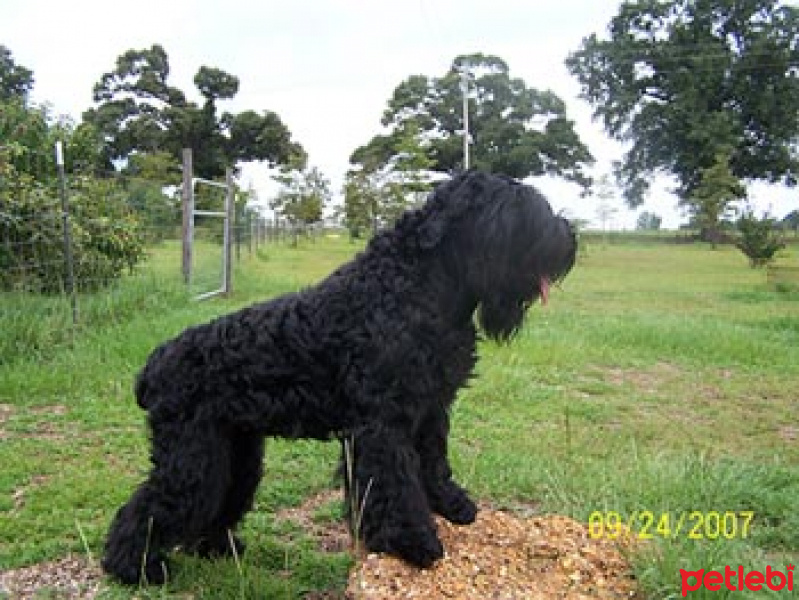 Sokö (Sokak Köpeği), Köpek  adi bilinmiyor biz zeytin diyince karşılık veriyo fotoğrafı