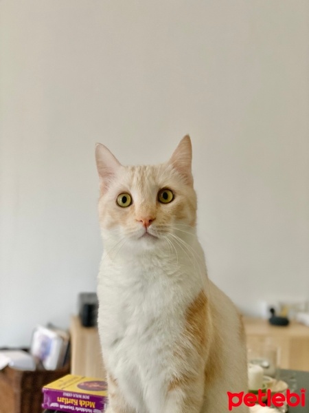 Tekir Kedi, Kedi  Osi fotoğrafı