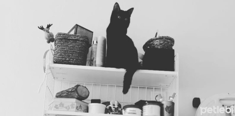 Soke, Kedi  Cthulhu fotoğrafı