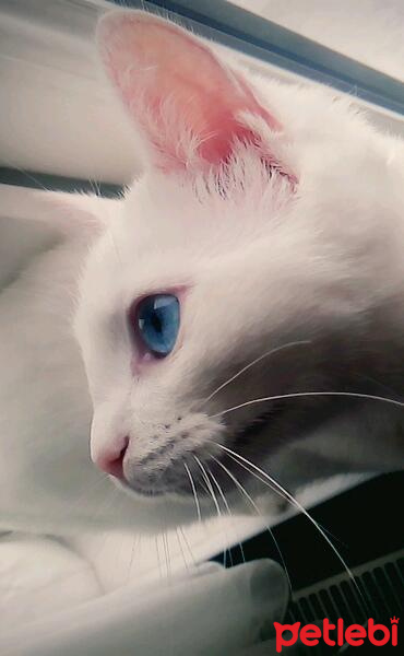 Ankara Kedisi, Kedi  boncuk fotoğrafı