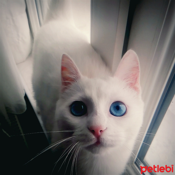 Ankara Kedisi, Kedi  boncuk fotoğrafı