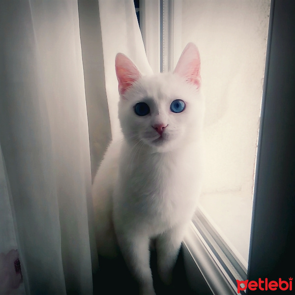Ankara Kedisi, Kedi  boncuk fotoğrafı