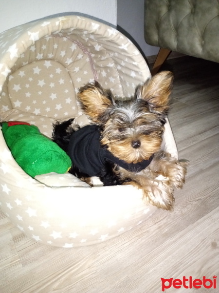 Yorkshire Terrier, Köpek  GOFRET fotoğrafı