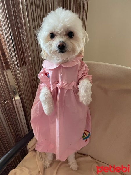 Maltese, Köpek  Luna fotoğrafı