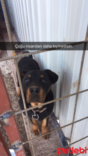 Rottweiler, Köpek  Rock fotoğrafı